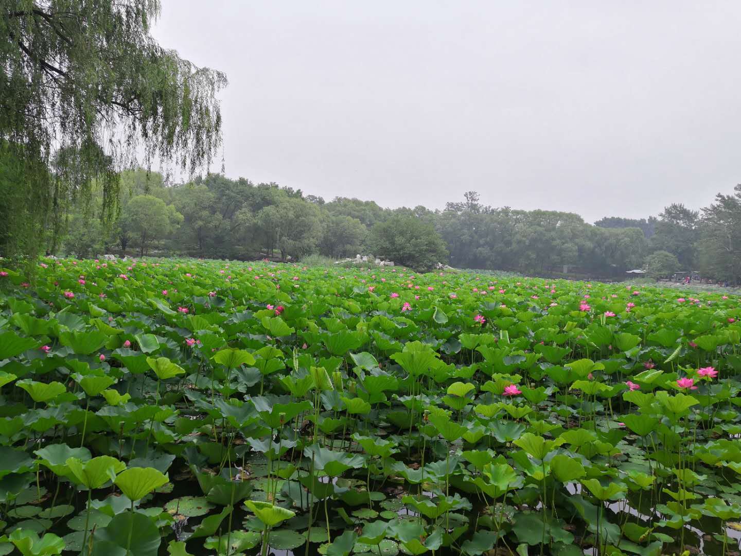 预报名|即将考研预报名，快看看你的报考院校有这些“黑点”吗？