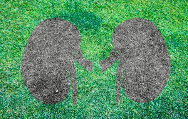 代谢|水喝多了，真的会得尿毒症吗？看看医学专家怎么说