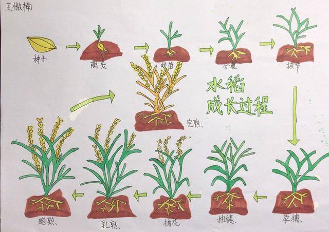 自己动手种植并细心记录水稻每一天的变化,见证着农作物生长的蓬勃