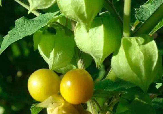 姑娘|每天当零食吃两个，养肝护肝、治疗贫血！最适合女人的水果