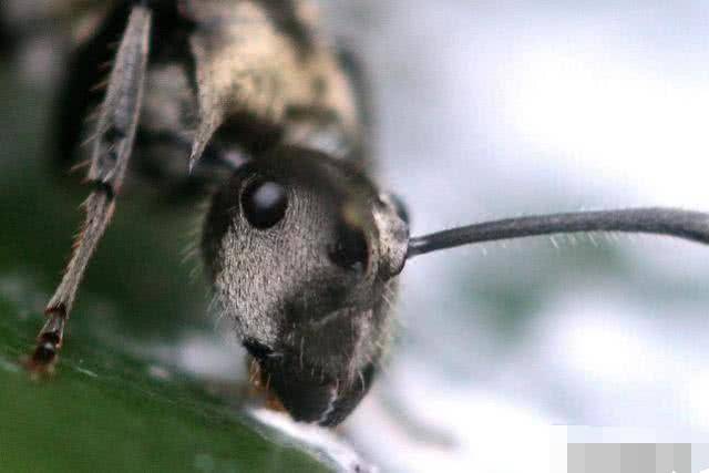 蚂蚁是什么维度 6576d7329f0745dab053dfd4fa5aaeb3.jpeg