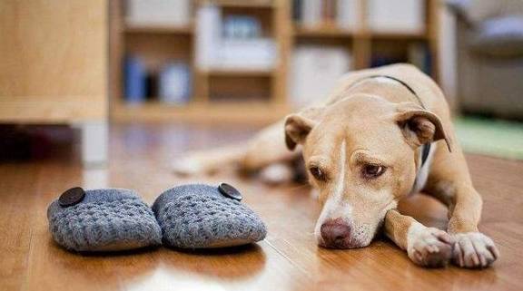 狗狗毛发黄怎么去除 5a5cacc2b622422ea1d727440c8b2eff.jpeg