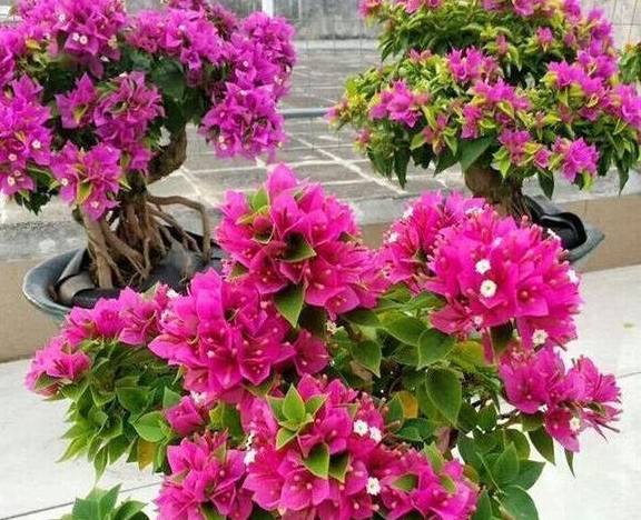 如何促进三角梅生根 5f953c247eb544e2b97db2d5987a3bc9.jpeg