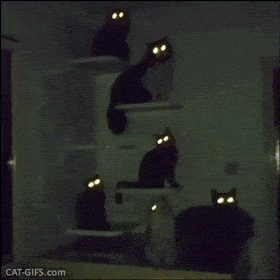 图自:catgifs.