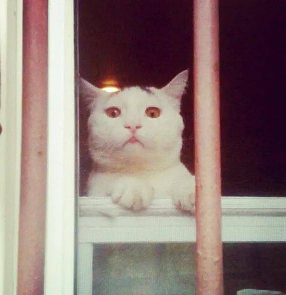 画可可爱爱的小猫咪 b6510e7c297943c2943d2079329c94a5.jpeg