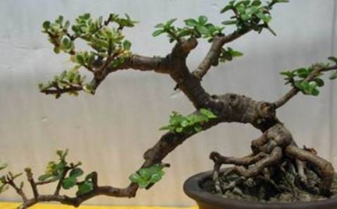 怎么养金枝玉叶才能出锦 bd34d108eb99481abf83c6662c830fdd.jpeg