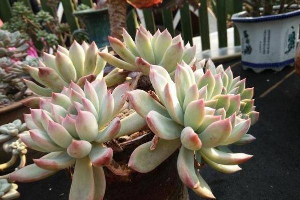 多肉小盆栽的种植方法 9781268a4d694eb1bac4588bae9f0fb2.jpeg