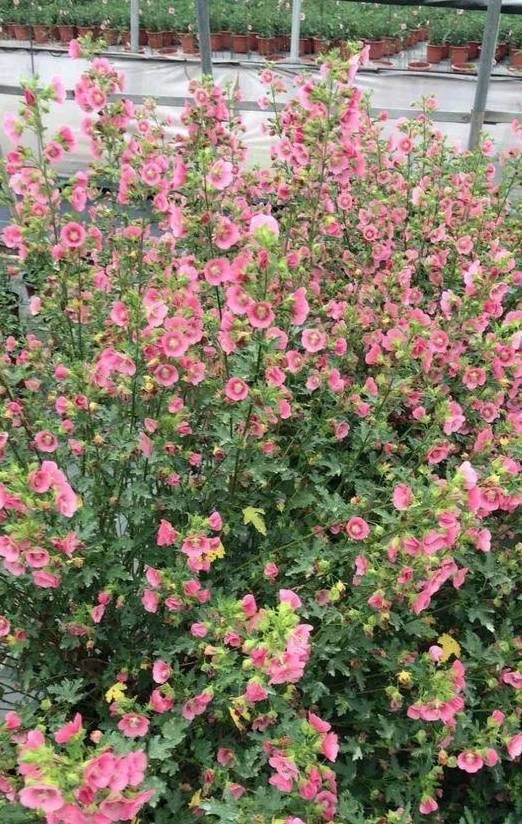 什么时候开始种花最好 5f7996fba305458dabb879fb3fbf574a.jpeg