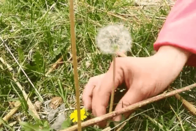 婆婆丁是什么样的野草 8e719330e2474f39a719ef8696e427fc.png