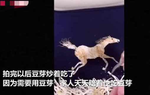 功夫豆芽！学校厨师用豆芽制作动画片，家人天天陪着吃豆芽
