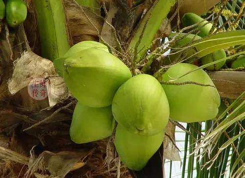 椰子也是有种类的,你知道吗?那么先来看看海南的椰子吧