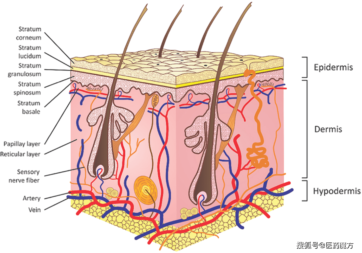 经皮给药制剂的药代动力学和生物分析