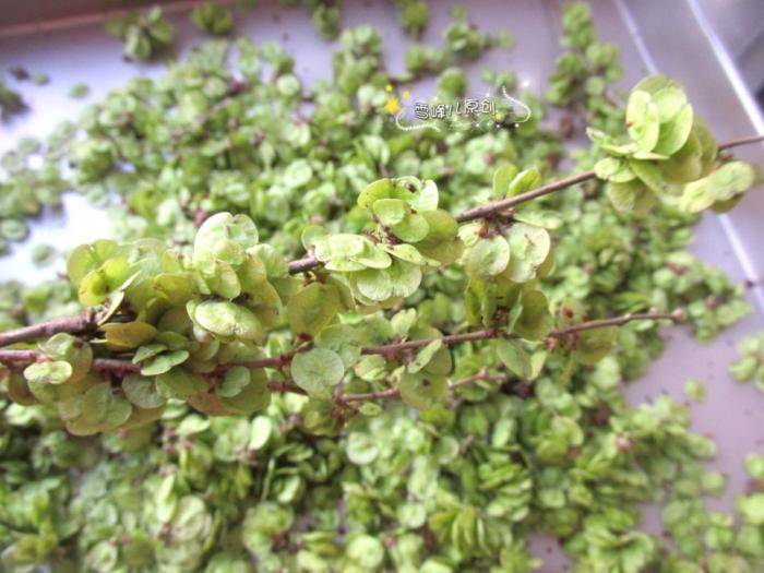 西红柿|西红柿的50倍,健脾安神,睡眠好一觉天亮它铁含量是菠菜的11倍