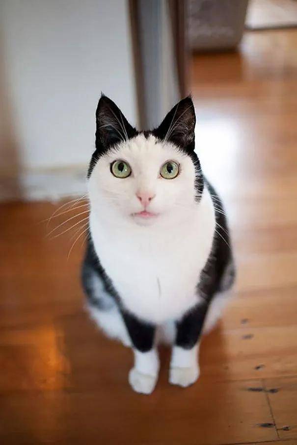 一组猫咪的天然造型图片:猫咪也走在时尚的前沿呀!