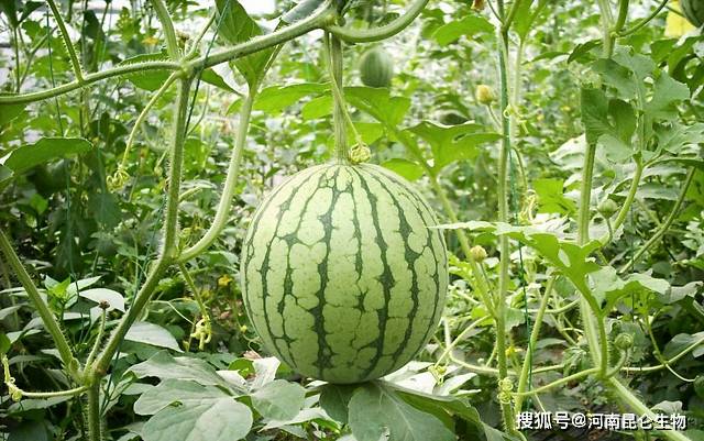 西瓜是什么糖类 06348e57015c4f22b3652e2019996aaf.jpeg