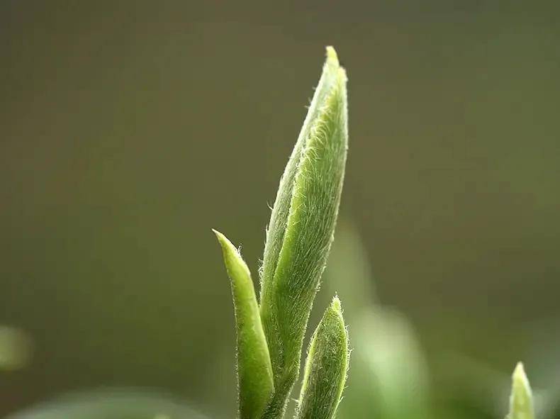 普洱茶|最怕这四个偏见！不论是普洱茶、绿茶、白茶还是红茶