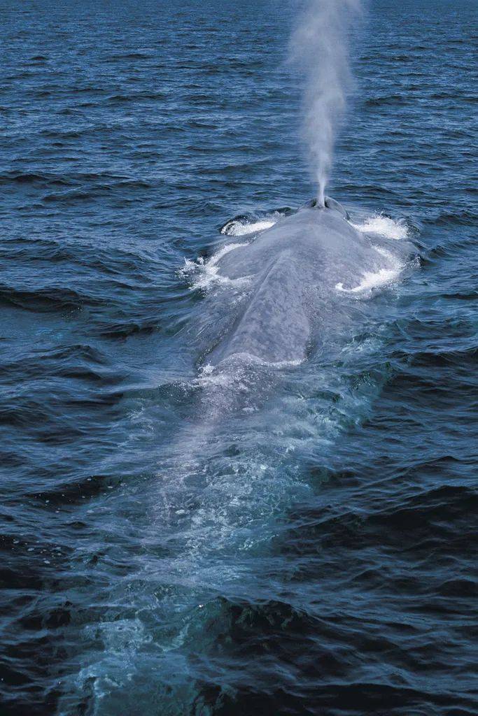 像蓝鲸,长须鲸,抹香鲸 它们的"喷泉"可达5-8公尺 不同种类的鲸鱼喷出