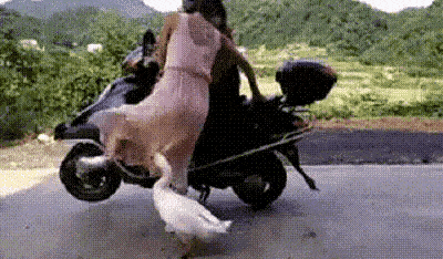 搞笑gif-狗子,看到没,这个就是撕纸的后果!