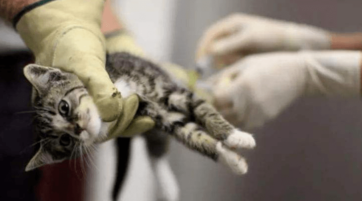 猫传腹一种由猫冠状病毒导致的疾病