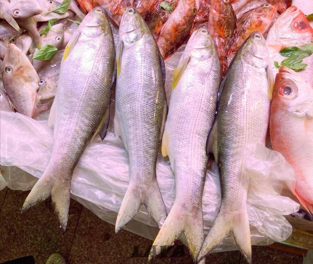 这种鱼中国独有被渔民誉为最好吃的海鱼常被误以为是马鲛