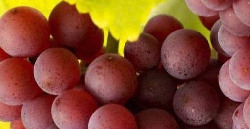 葡萄|补血养颜好处多，但有1大禁忌 ，早知早受益常吃葡萄