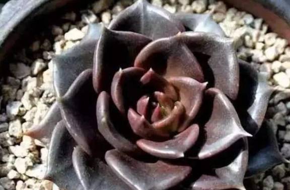 多肉植物怎么养才能上色彩 1fd8c2ada92e4dc2ad6a1bfcbe18b530.jpeg