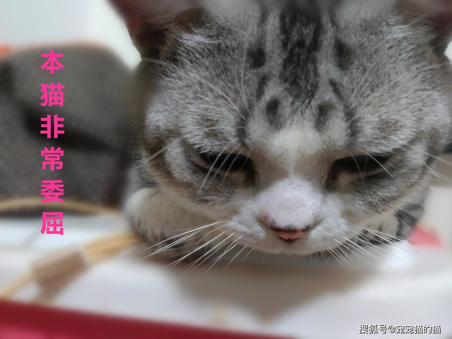 最近很火的一只表情猫 5cd529f823834d308b0b4feb9a485b0f.jpeg