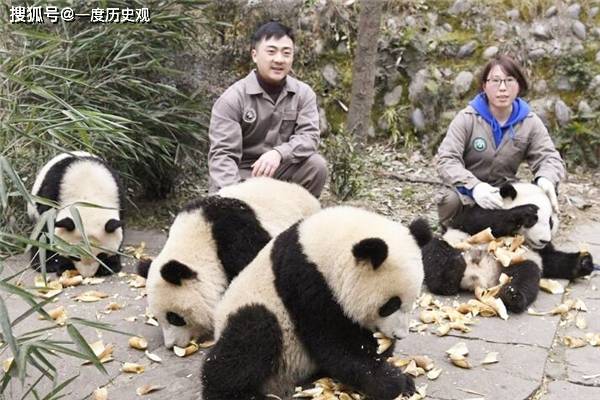 云南一农民因羊被咬死,怒杀国宝大熊猫得70斤肉,下场如何?_手机搜狐网