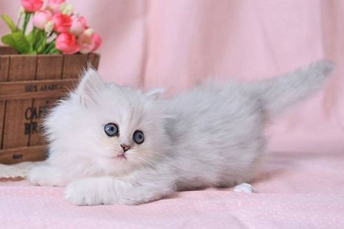 猫咪洗澡多少水温合适 ed00301f39bc43788379b3efae4a422a.jpeg
