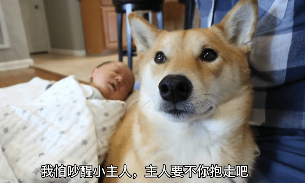 女主人生了孩子 柴犬带娃困到打瞌睡 狗 谁才是亲妈啊 宝宝