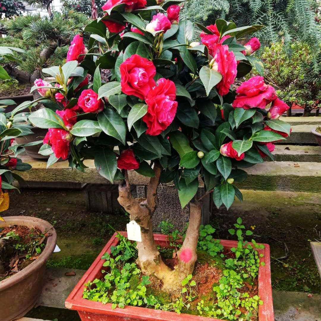 茶花用什么盆好养 72827e0f0db844b78808354d27f72006.jpeg