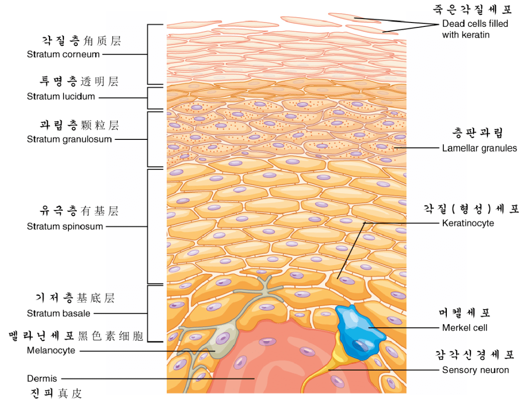 敏感性肌肤怎么办