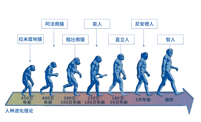 到了近300万年或400万年前,才渐渐地直立行走起来,变成"两脚"动物.