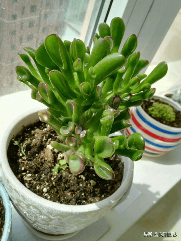 什么时间种植马蹄 de80967c2e9540fb96e8fe0a6194bfda.png