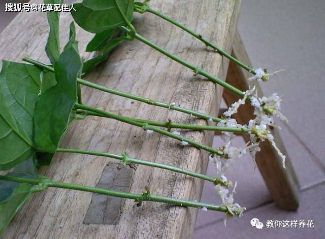 蝴蝶兰怎样生根快一点 f0108ace88ea4ba4a637d9b6265cb267.jpeg