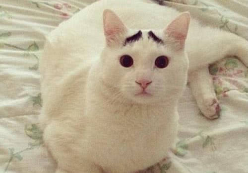 猫咪怎么才能好好相处 d1e97cc7e20a4a71ab910d9f1bd09fb6.jpeg