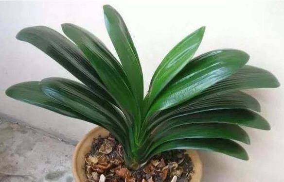 君子兰浇水的正确方法图解 363369867ead432ba4da1d09b7ea66e5.jpeg