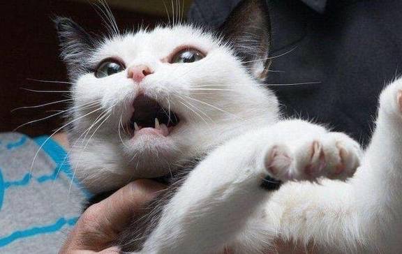 主人有这些行为,为让你的猫咪很伤心哦!