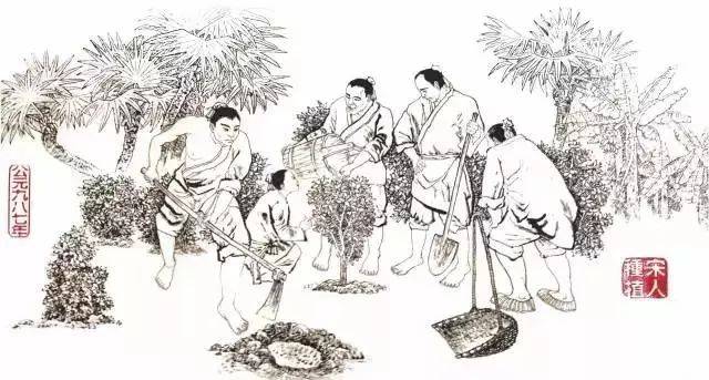 含量|为什么说中国最好的陈皮在江门新会？这次有答案了！