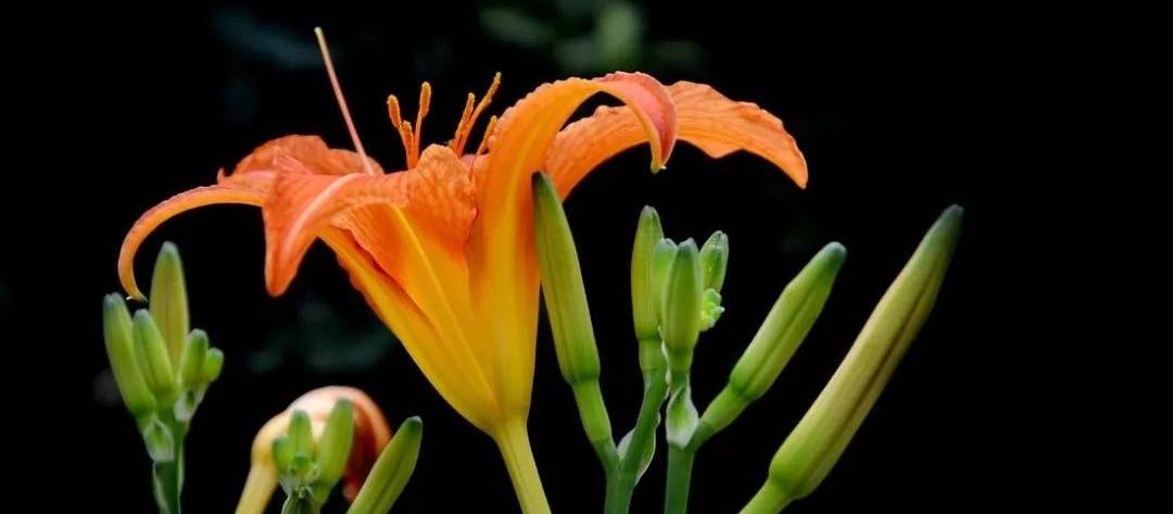 自由自在的花 5e80fac3903c452c9f53a713ae3a6518.jpeg