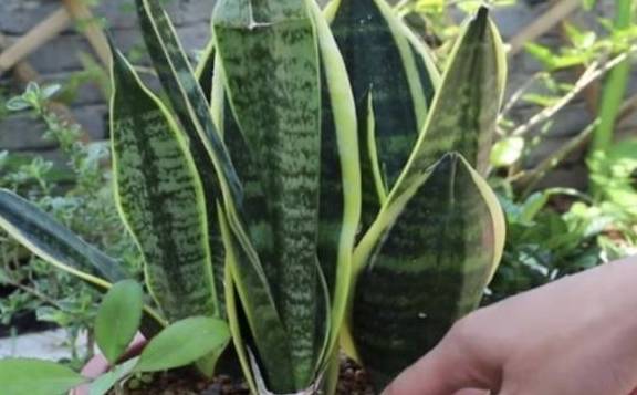 龟背竹怎么种植用什么盆土 da0fd1d883bc4cb49a56aab84ac090ad.jpeg