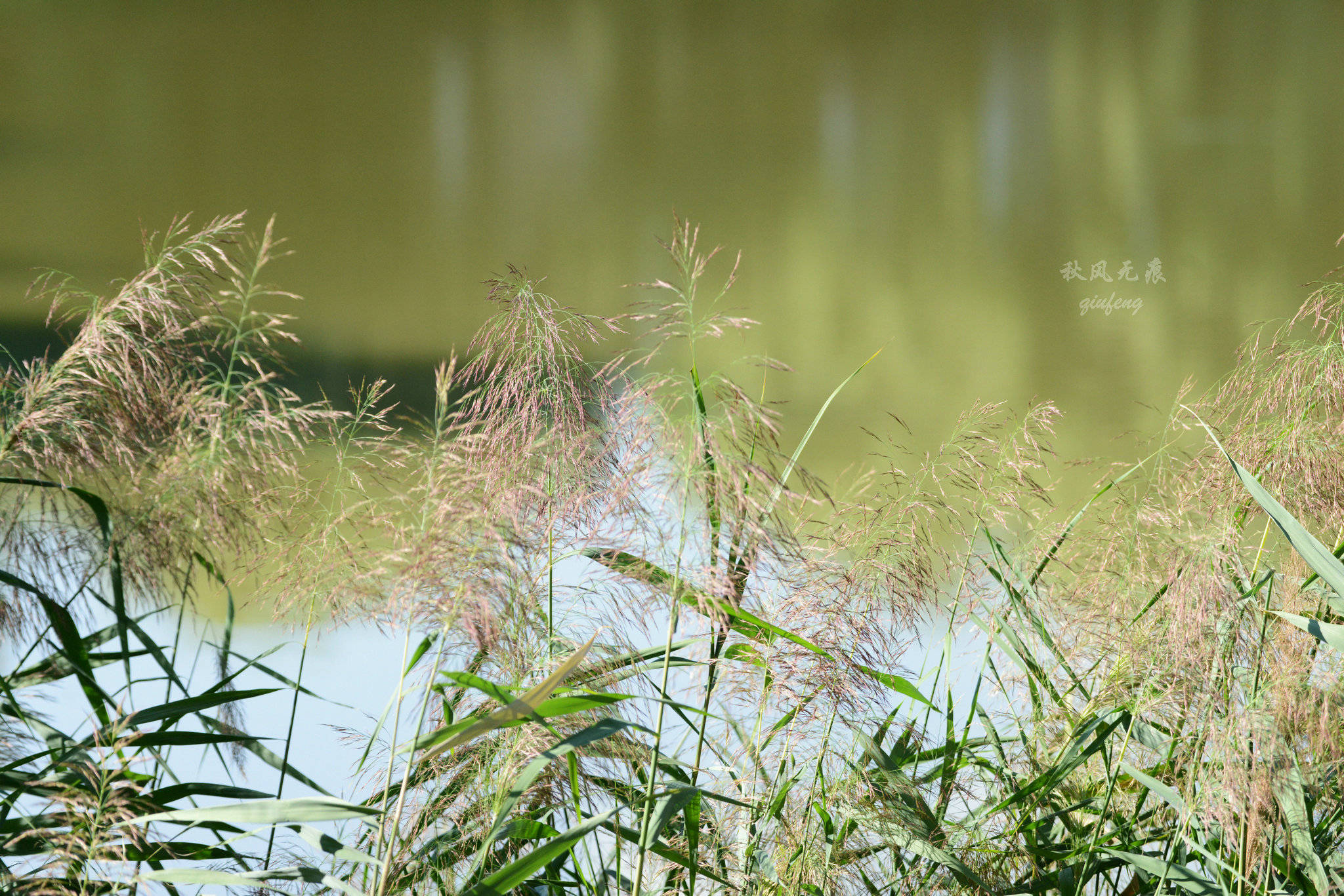 浐灞(|西安蓝里的浐灞，鹭鸶嬉戏，花草灿阳，留下湿地美幻时光