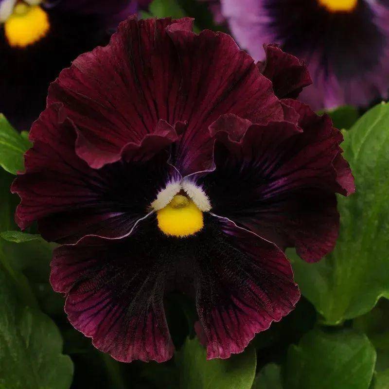 三色堇是什么东西 7eebcc87583440efbee9e6bf4156b2f0.jpeg