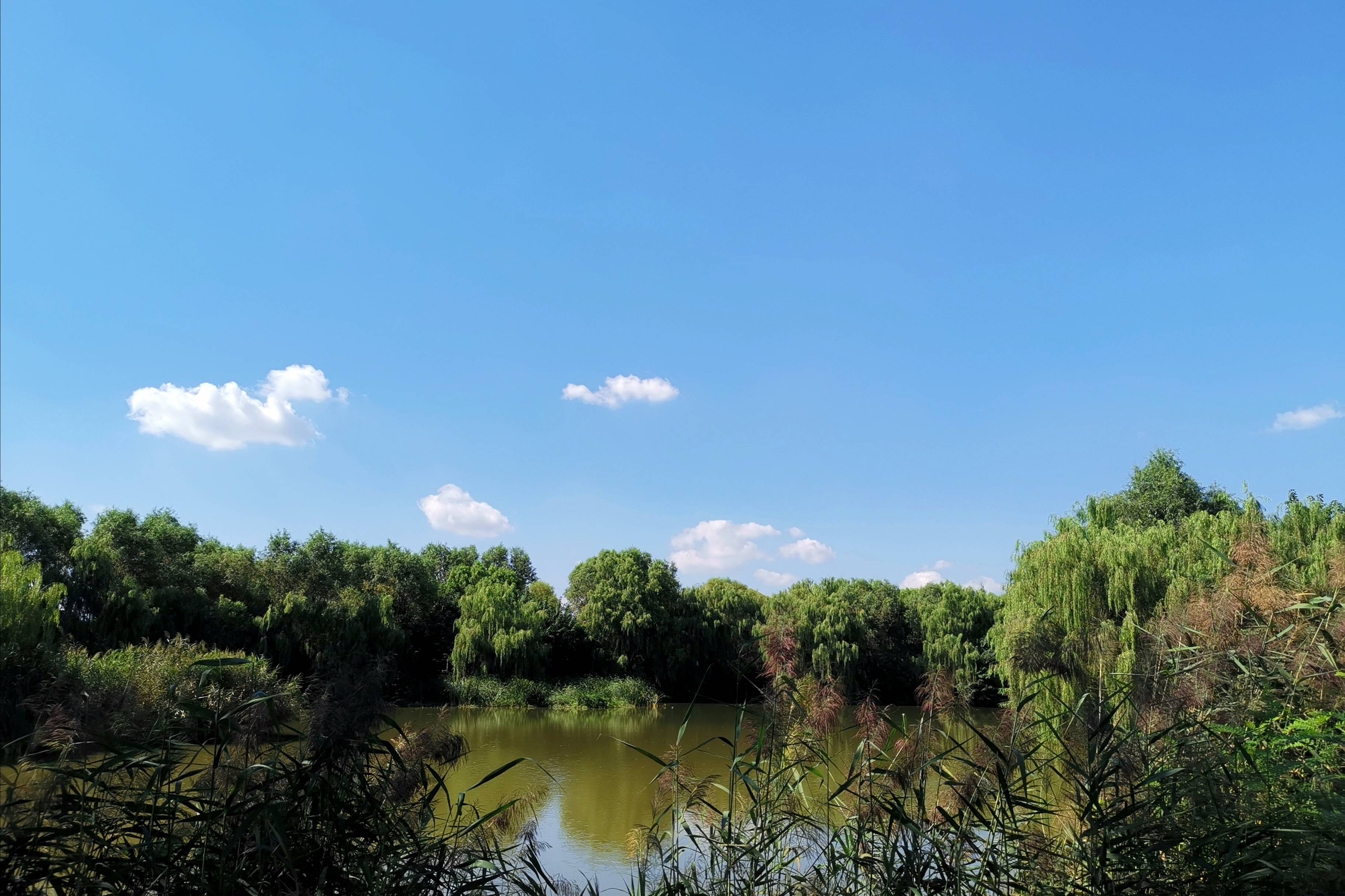 浐灞(|西安蓝里的浐灞，鹭鸶嬉戏，花草灿阳，留下湿地美幻时光