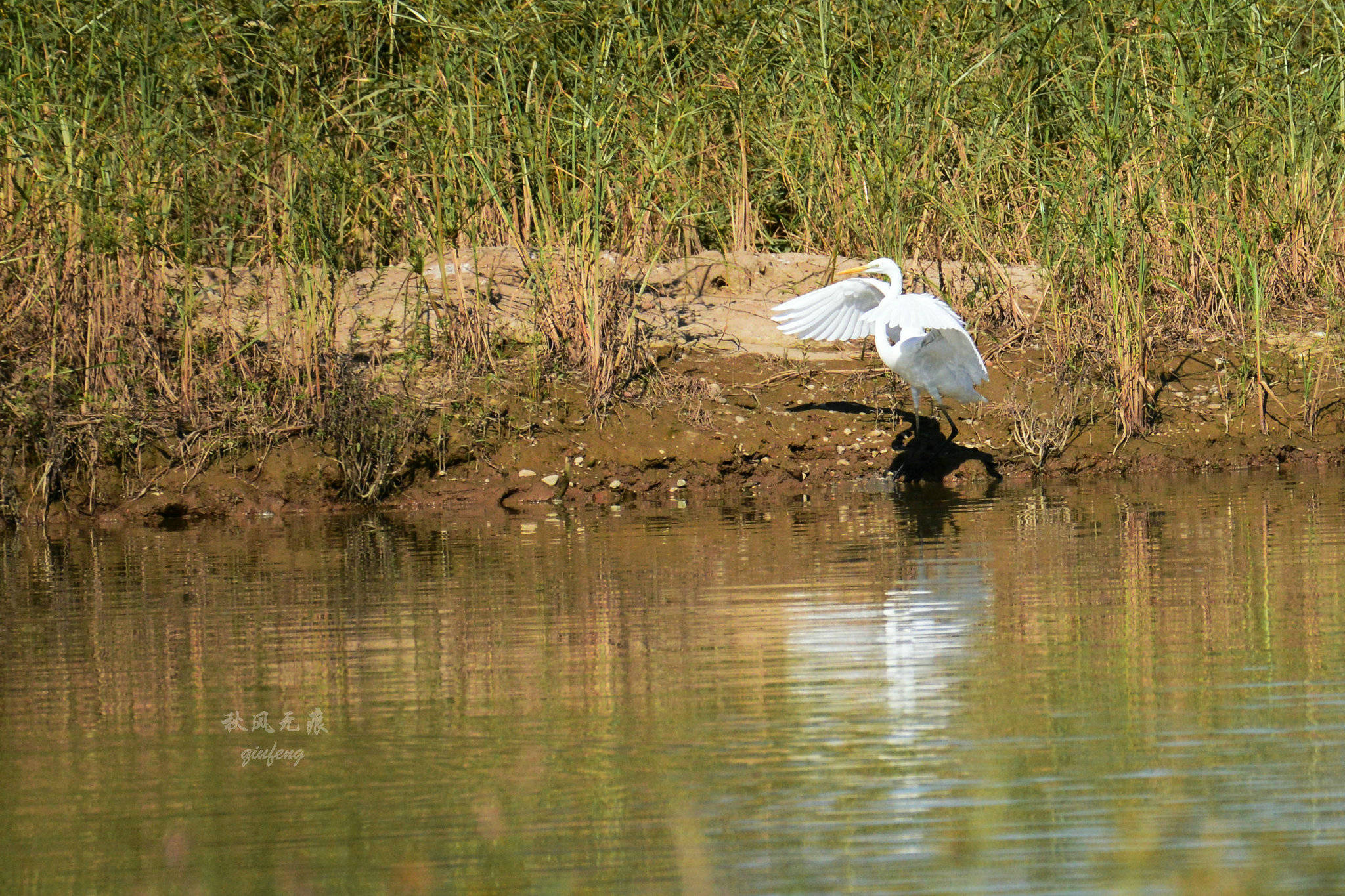 浐灞(|西安蓝里的浐灞，鹭鸶嬉戏，花草灿阳，留下湿地美幻时光