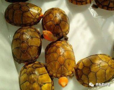 寓意|会让你爱上它吗？红面蛋的“鸿运当头”