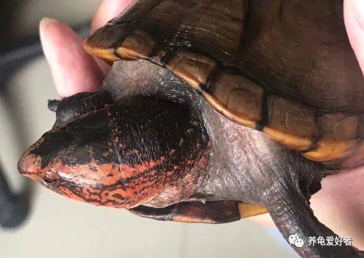 寓意|会让你爱上它吗？红面蛋的“鸿运当头”