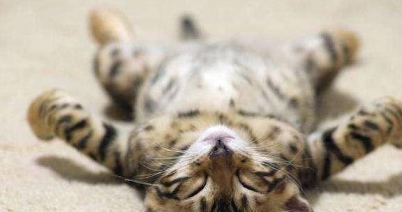 怎么看小猫是不是健康 4425f2fae39c4cca8093db5fdf1f4253.jpeg