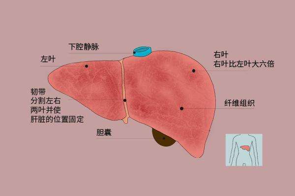 全球有多少人感染乙肝 eceb16f304e345239df57d9276ceac46.jpeg