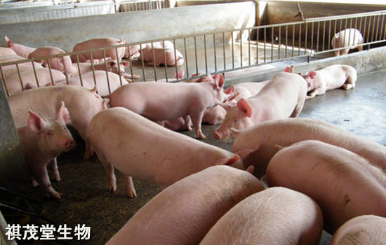 怎么才能让母猪多产仔多 1fb283b7500a4e71834a74cda50cac55.jpeg